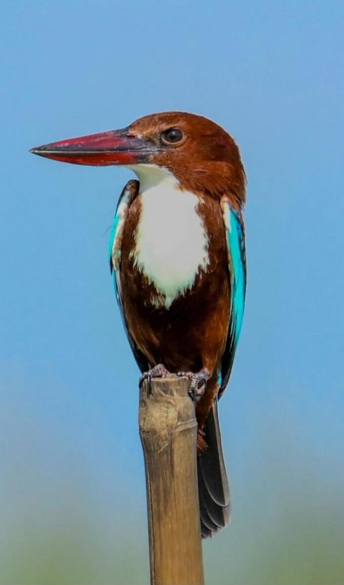 A kingfisher perched on a wooden pole against a blue sky.