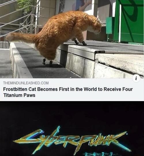 Frostbitten Cat Becomes First in the World to Receive Four Titanium Paws