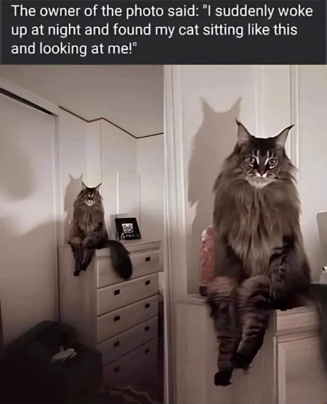 The owner of the photo said I suddenly woke up at night and found my cat sitting like this and looking at me