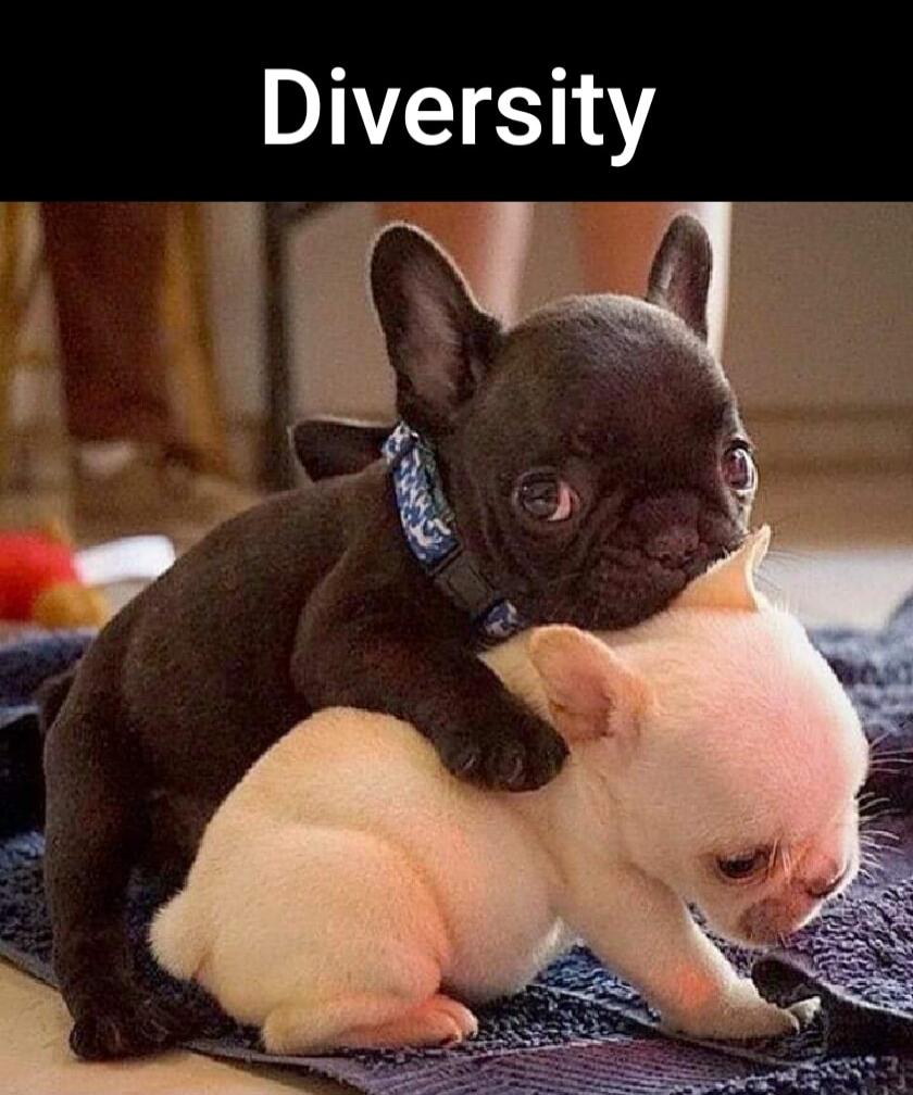 Diversity