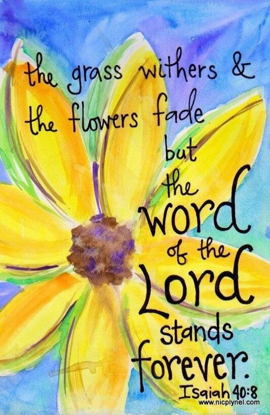 the grass withers & the flowers fade but the word of the Lord stands forever. Isaiah 40:8 www.nicplynel.com
