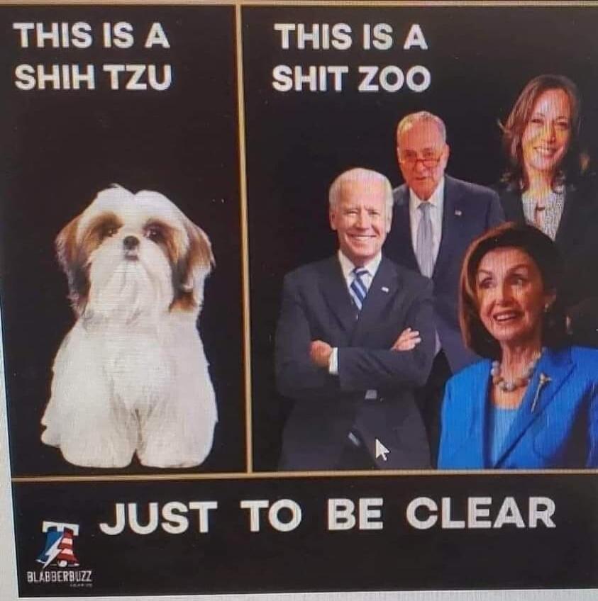 THIS IS A SHIH TZU
THIS IS A SHIT ZOO
JUST TO BE CLEAR