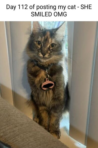 Day 112 of posting my cat SHE SMILED OMG