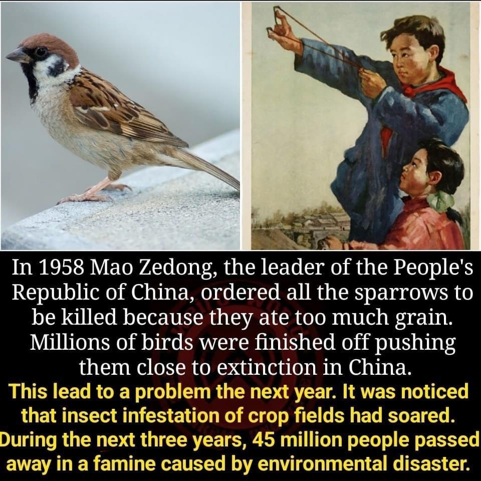 In 1958 Mao Zedong the leader of the Peoples Republic of China ordered all the sparrows to be killed because they ate too much grain Millions of birds were finished off pushing them close to extinction in China year It was noticed L RCLERELELEILL R three years 45 million people passed ERET N EEETEEL RO TGN T T ET G R T
