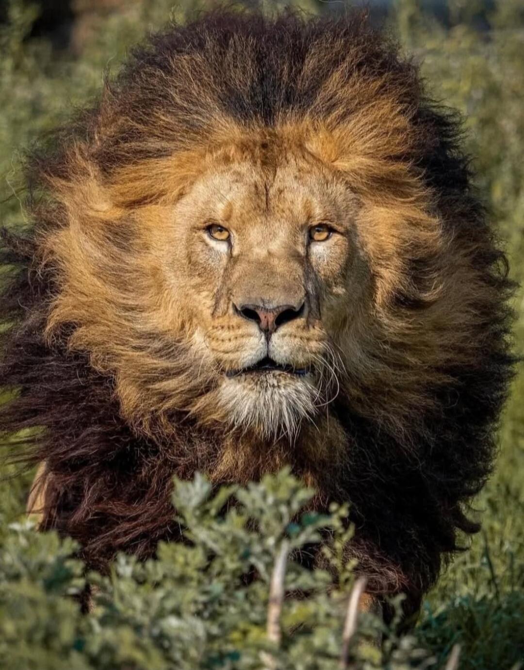 Lion portrait in natural habitat.