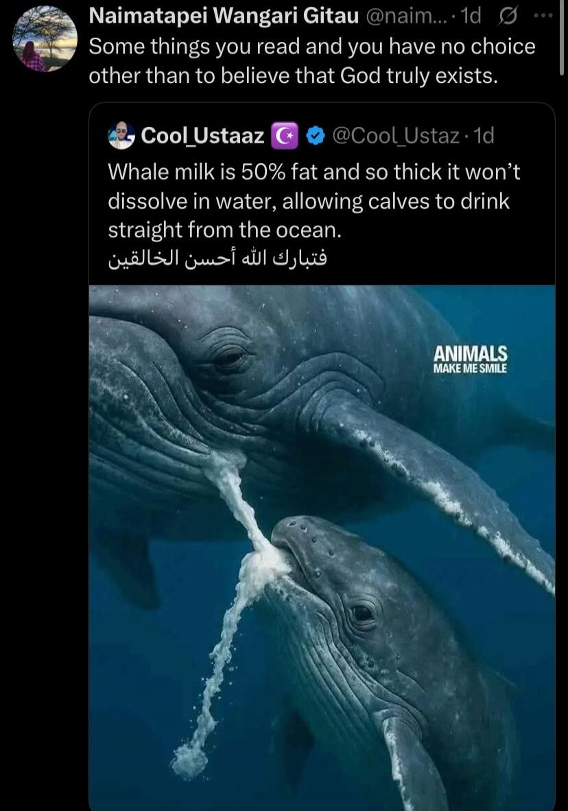 Some things you read and you have no choice other than to believe that God truly exists. Whale milk is 50% fat and so thick it won’t dissolve in water, allowing calves to drink straight from the ocean. قِبَالك الله أحسن الخالقين