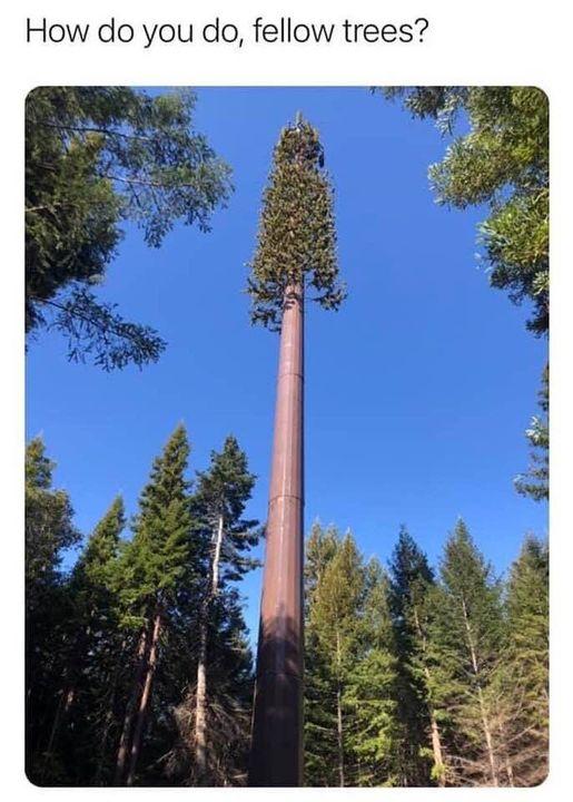 How do you do fellow trees
