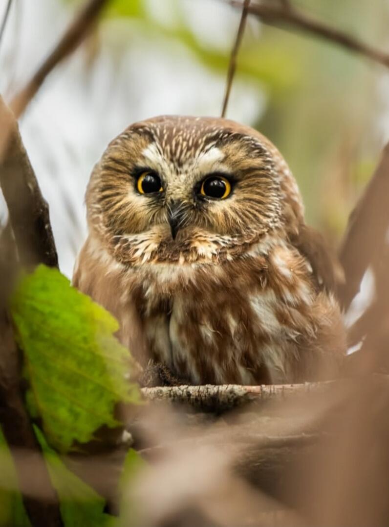 A small brown owl perched among branches.
