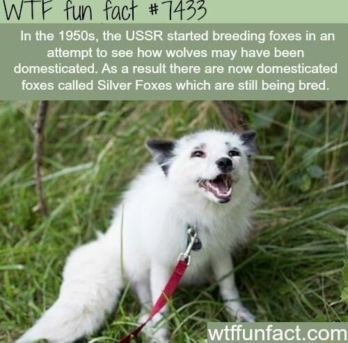 WIF 1un facr 1455