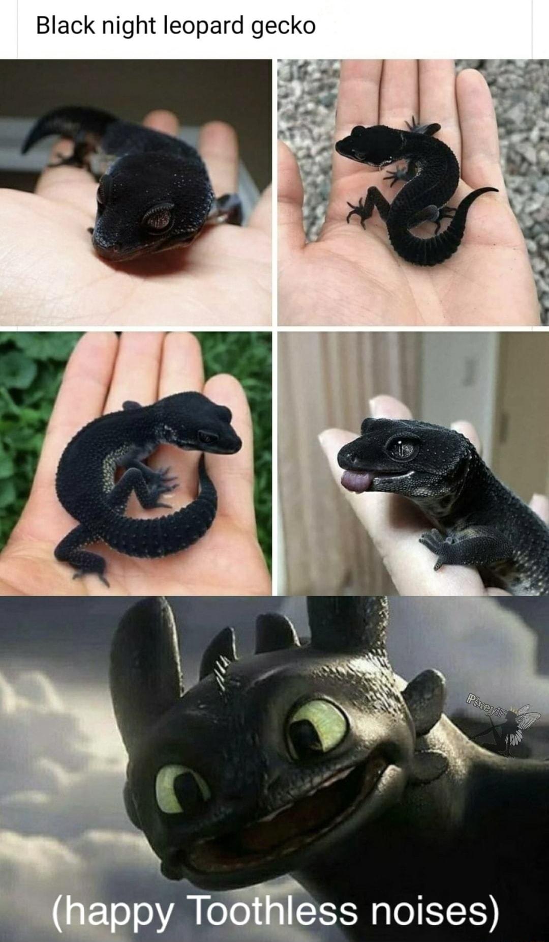 Black night leopard gecko