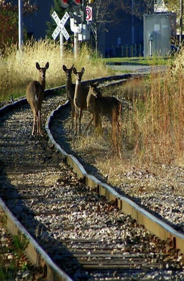 Three deer standing on a railroad track near a crossing.