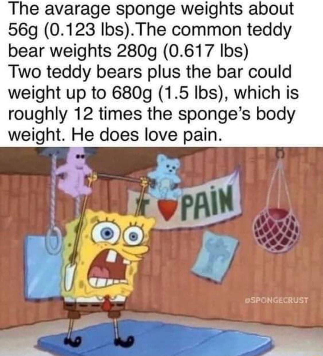 The avarage sponge weights about 569 0123 IbsThe common teddy bear weights 280g 0617 Ibs Two teddy bears plus the bar could weight up to 680g 15 Ibs which is roughly 12 times the sponges body weight He does love pain