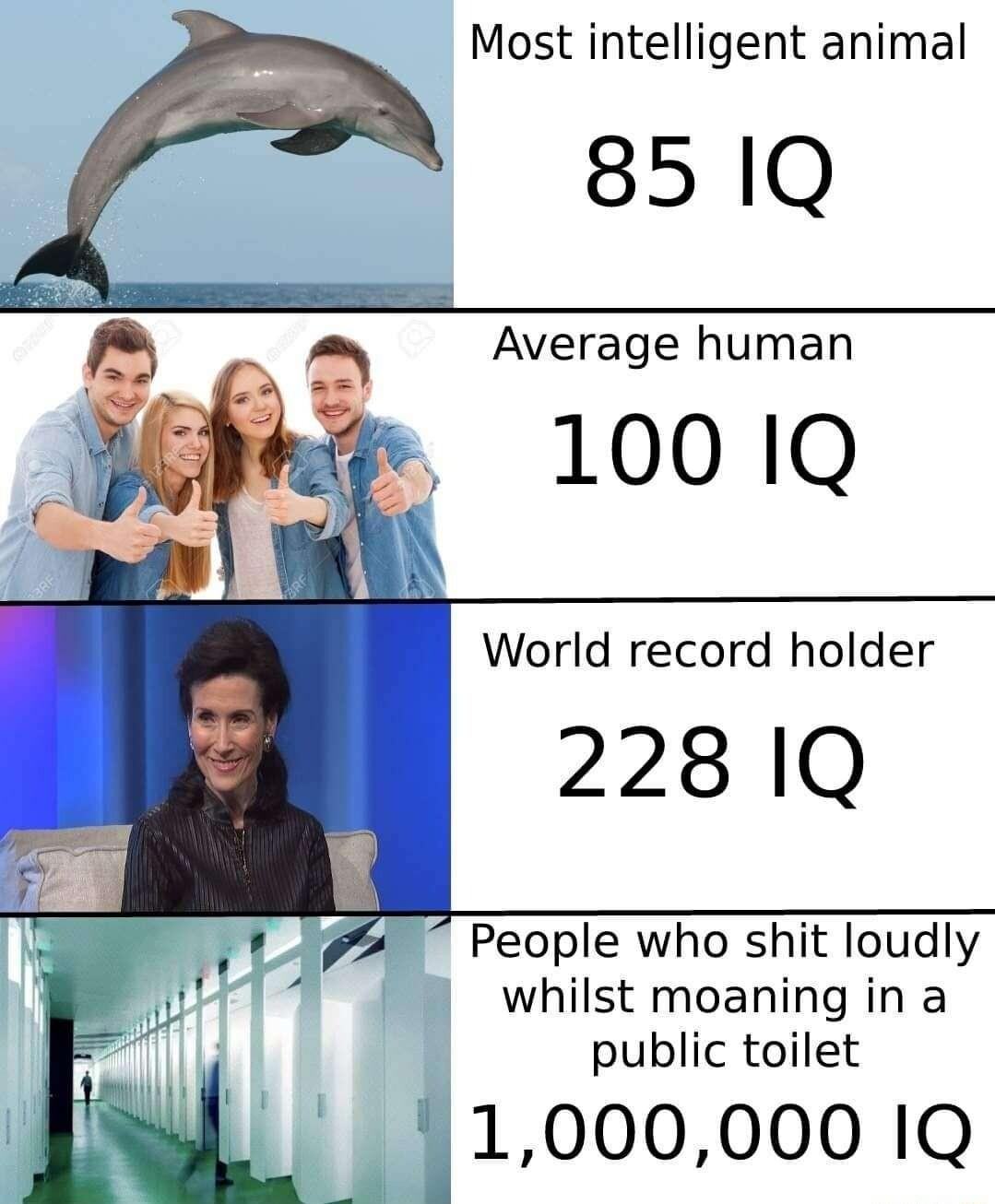 Most intelligent animal 851Q Average human World record holder 228 1Q People who shit loudly whilst moaning in a public toilet Hloooooo IQ
