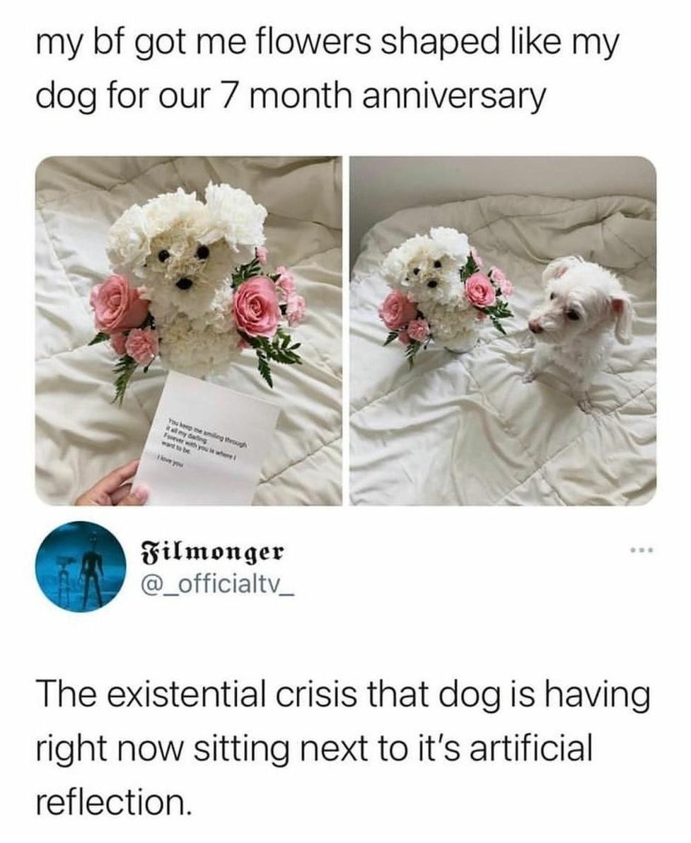 my bf got me flowers shaped like my dog for our 7 month anniversary Filmonger _officialtv_ The existential crisis that dog is having right now sitting next to its artificial reflection