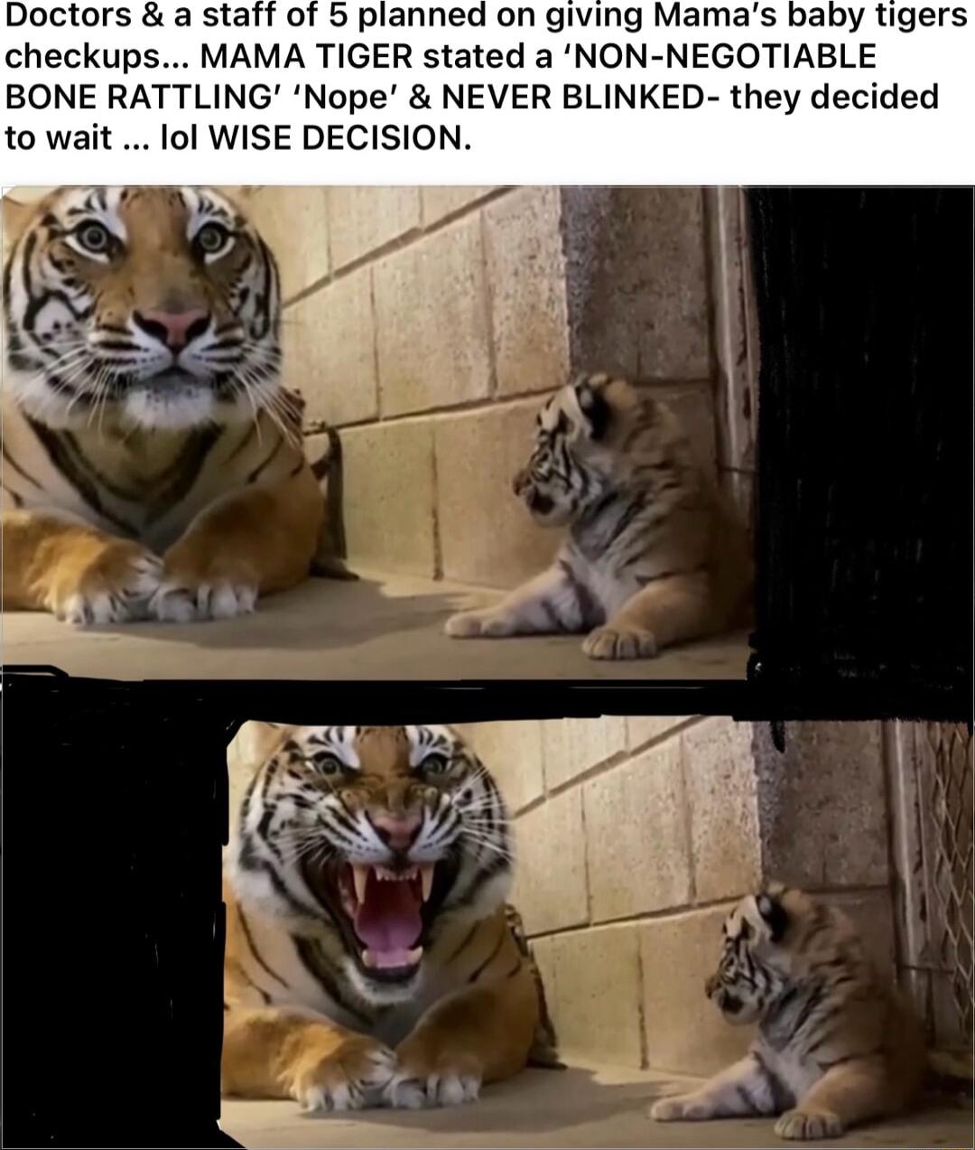Doctors a staff of 5 planned on giving Mamas baby tigers checkups MAMA TIGER stated a NON NEGOTIABLE BONE RATTLING Nope NEVER BLINKED they decided to wait lol WISE DECISION