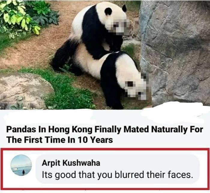 Pandas In Hong Kong Finally Mated Naturally For The First Time In 10 Years Arpit Kushwaha Its good that you blurred their faces