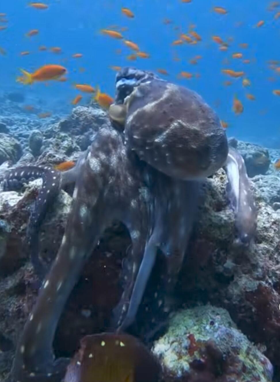 Session ID: 1033741.