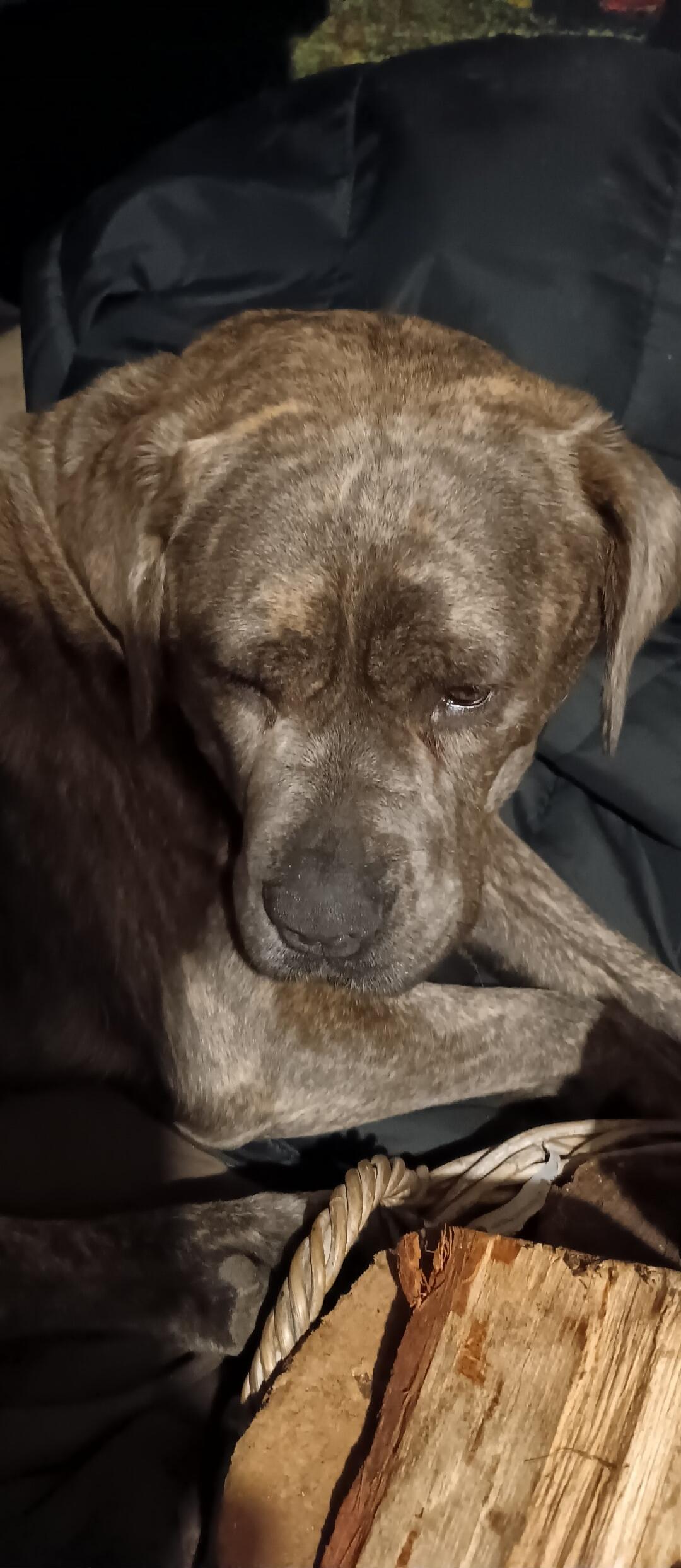 A sleepy brindle dog lying on a dark blanket, resting its head with its eyes partly closed. There is a piece of wood and a rope nearby.