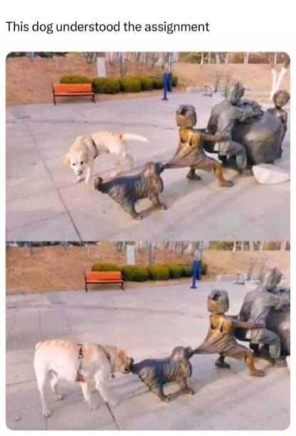 This dog understood the assignment