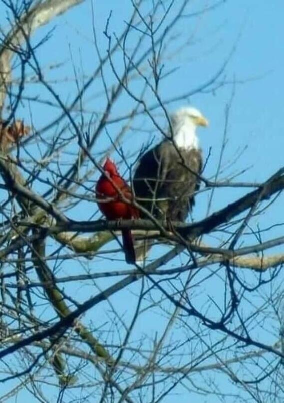 A bald eagle perched on a bare-branched tree with a red cardinal perched below.
