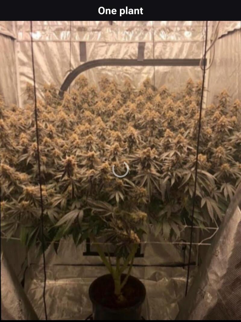 One plant