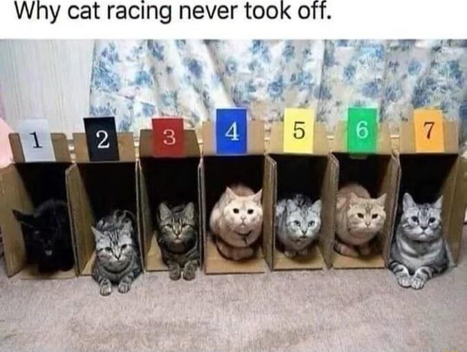 Why cat racing never took off