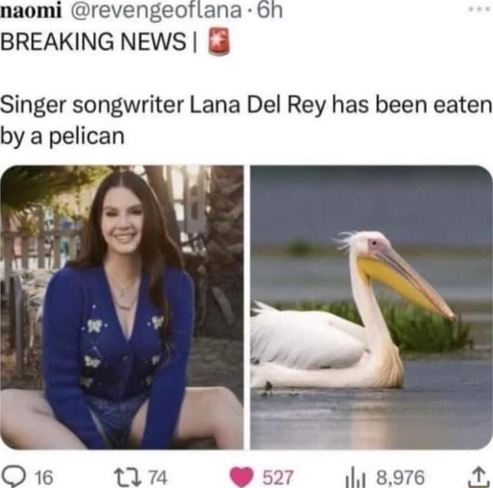 revengeofiana oh BREAKING NEWS inger songwriter Lana Del Rey has been eaten by a pelican