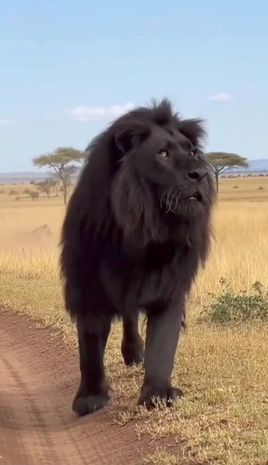 A large black fluffy dog walking on a dirt path in a savannah landscape.