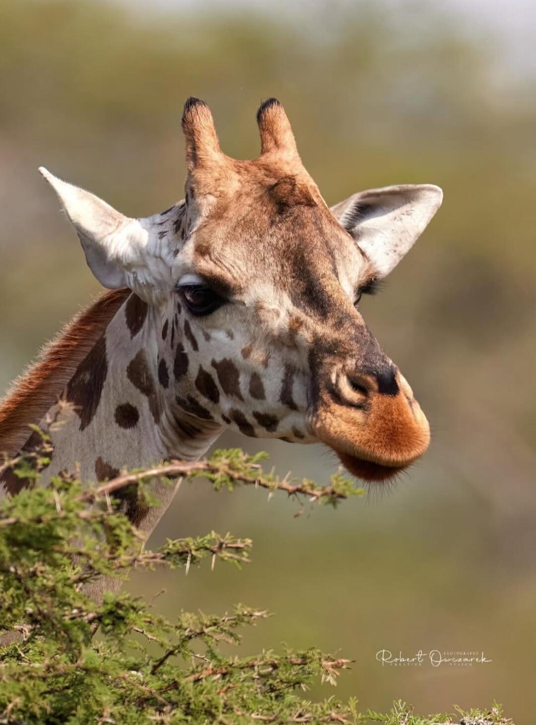 A close-up of a giraffe peeking from behind some greenery. The animal’s head and distinctive patches are visible with a blurred natural background.