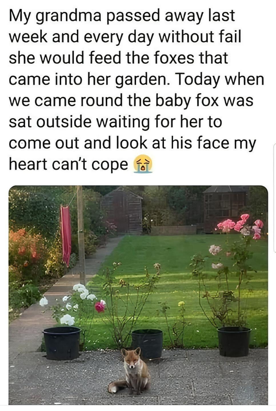 My grandma passed away last week and every day without fail she would feed the foxes that came into her garden Today when we came round the baby fox was sat outside waiting for her to come out and look at his face my heart cant cope