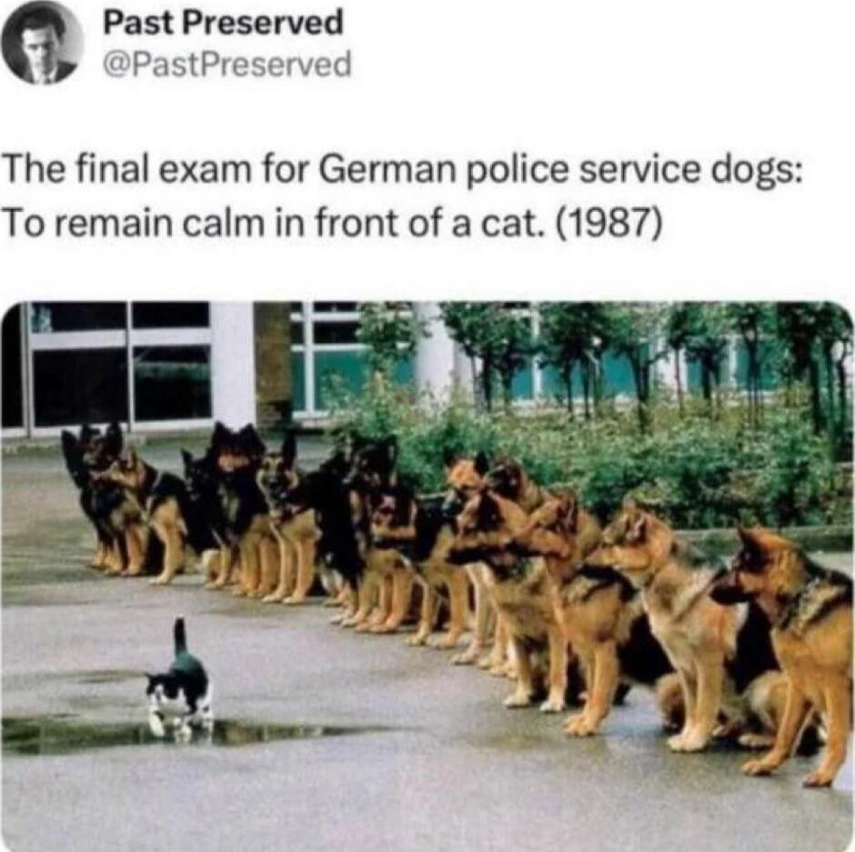 Past Preserved @PastPreserved
The final exam for German police service dogs: To remain calm in front of a cat. (1987)