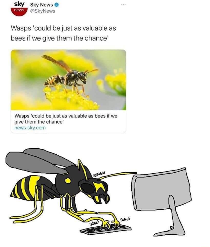 Sky News SkyNew Wasps could be just as valuable as bees if we give them the chance give them the chance news skycom
