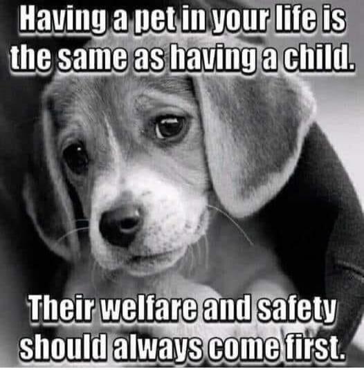 Having a pet in your life is the same as having a child. Their welfare and safety should always come first.