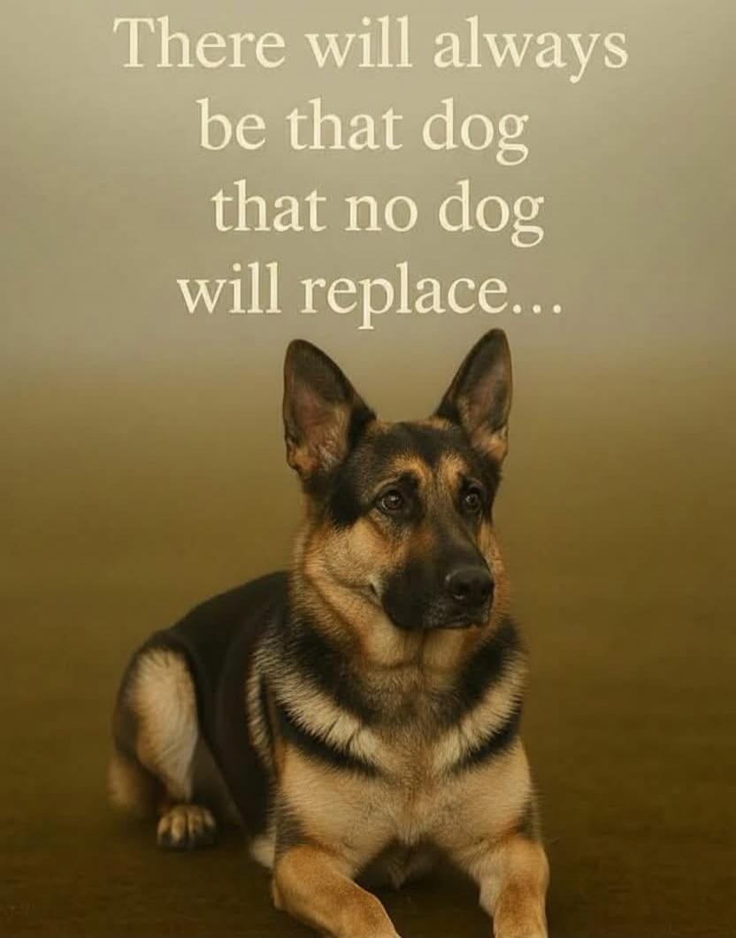 There will always be that dog that no dog will replace...
