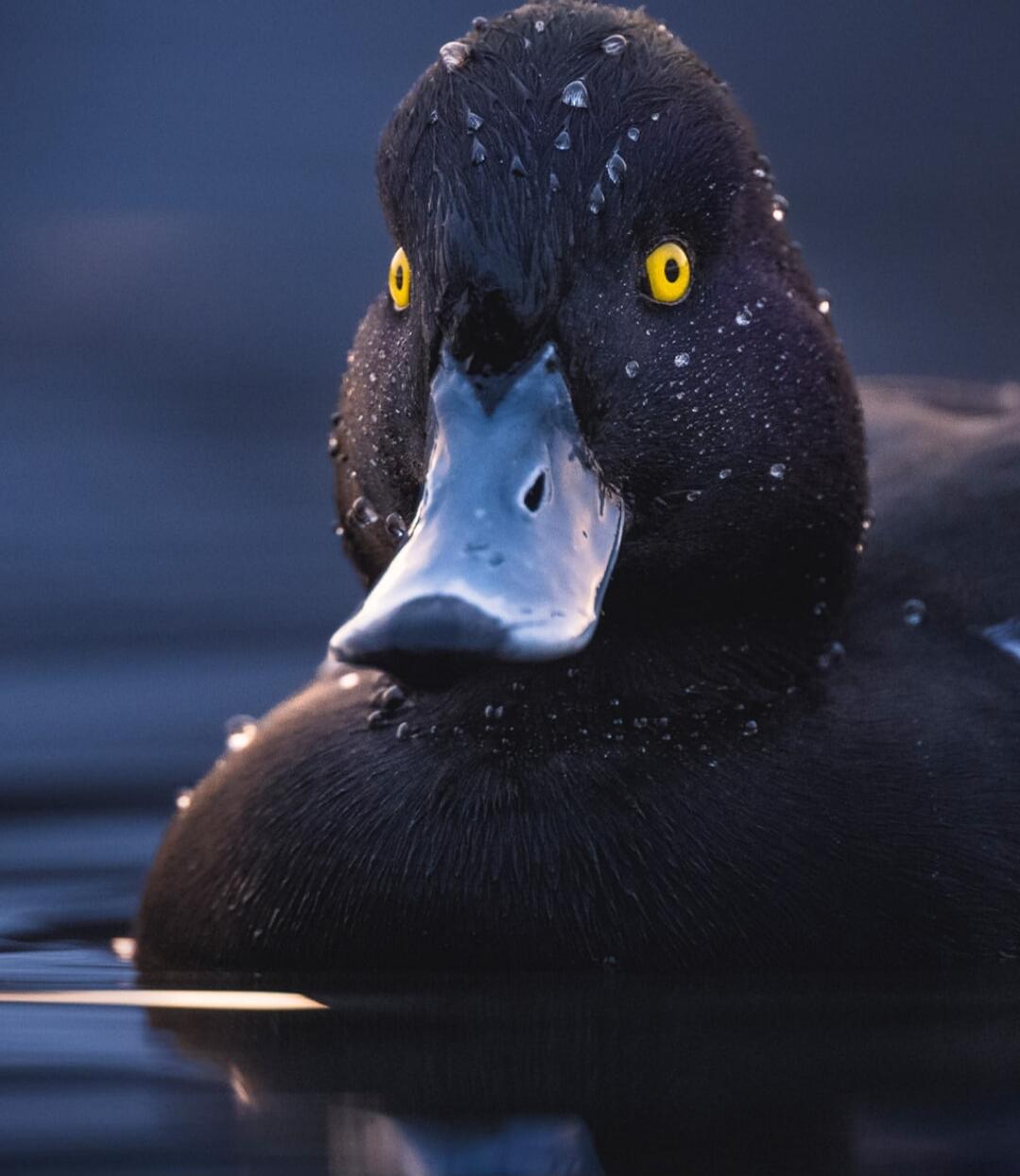 A close-up of a black duck with bright yellow eyes floating on water.