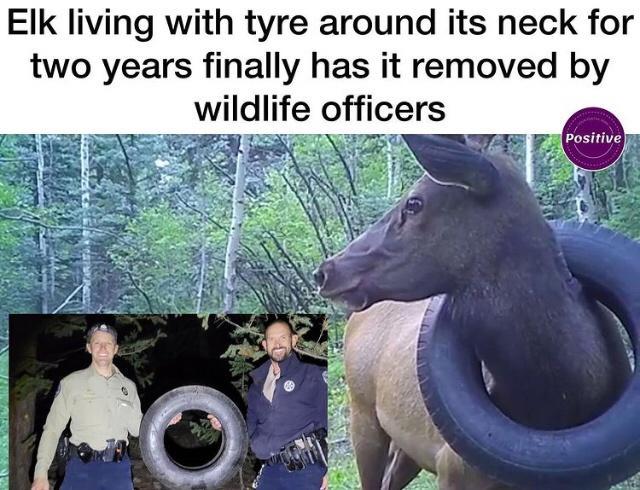 Elk living with tyre around its neck for two years finally has it removed by wildlife officers