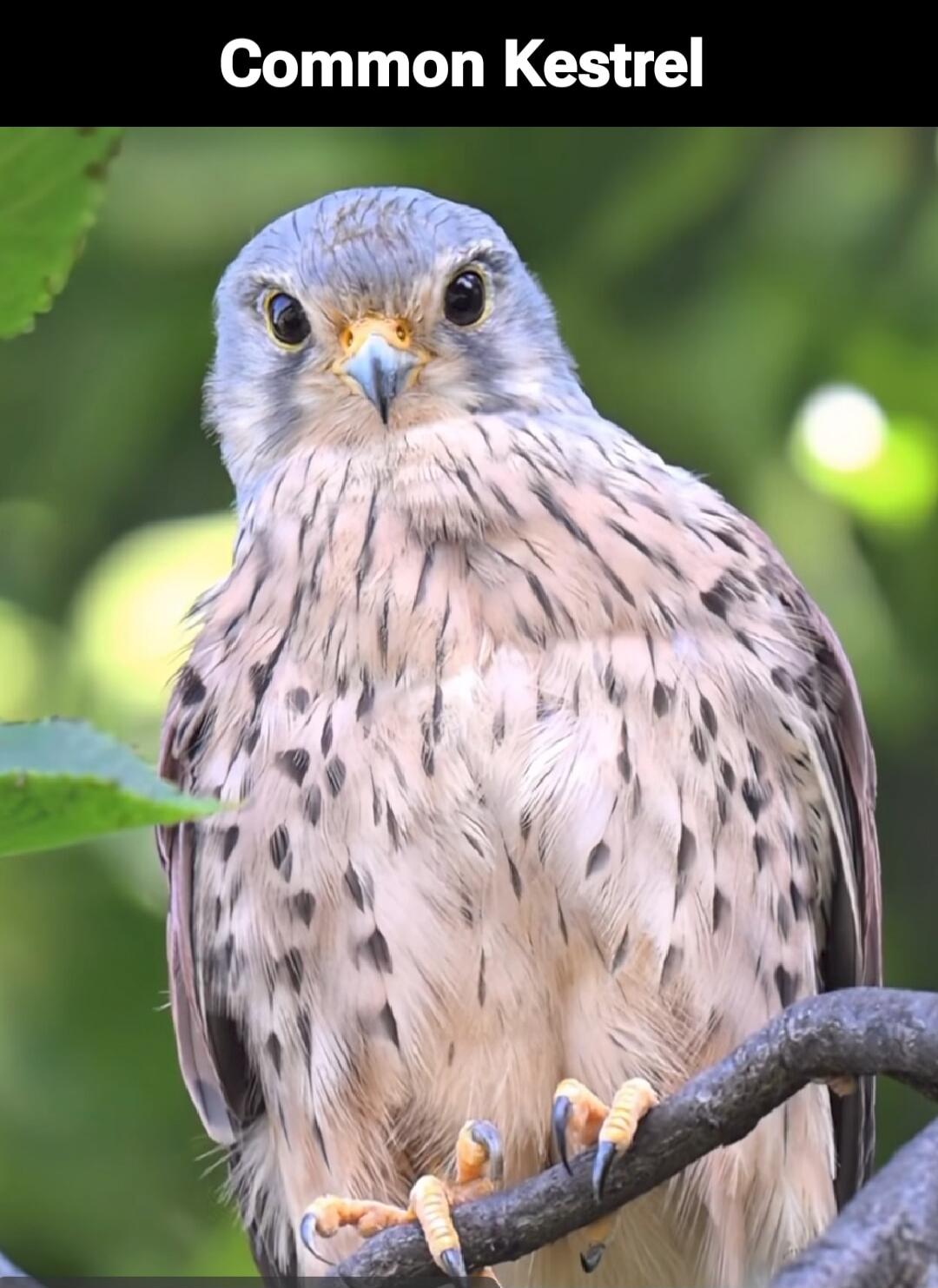 Common Kestrel