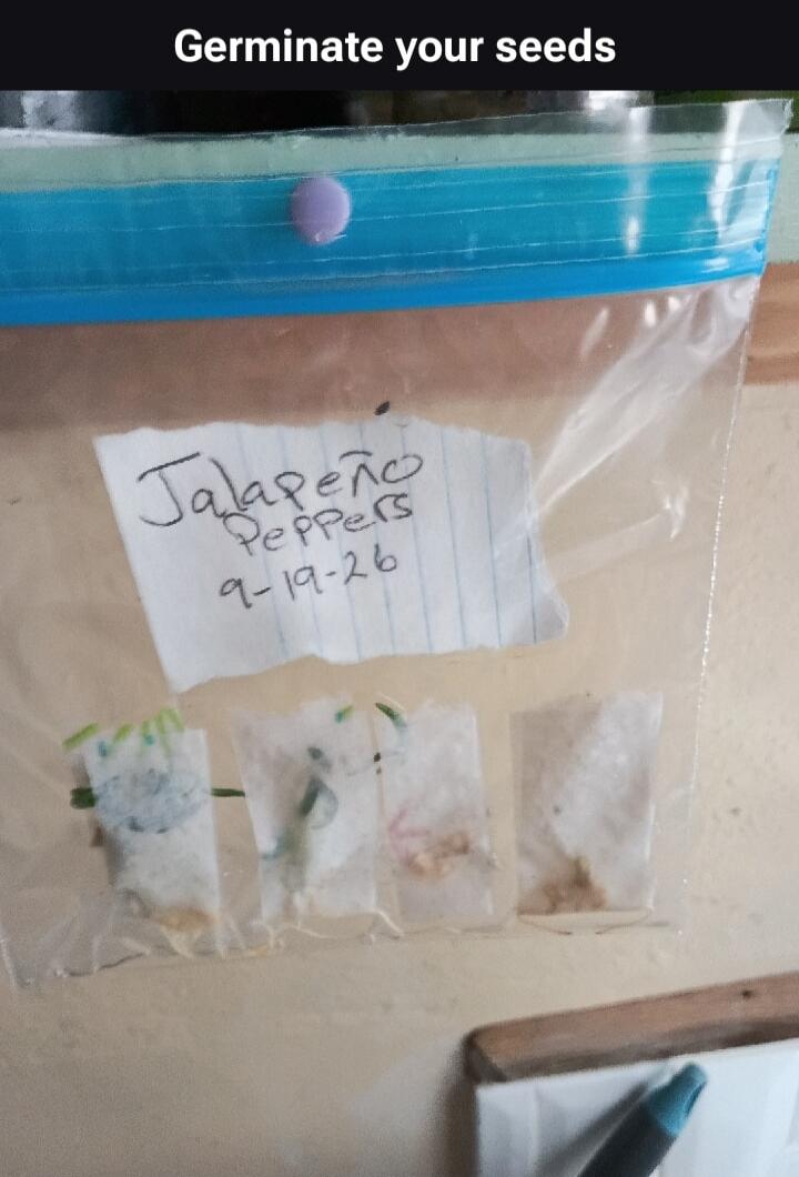Germinate your seeds. Jalapeño Peppers 9-19-26