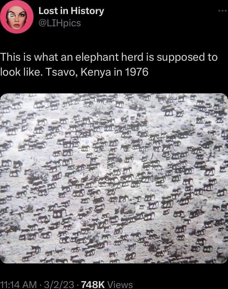 his is what an elephant herd is supposed to look like Tsavo Kenya in 1976