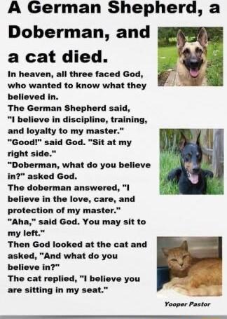 A German Shepherd a Doberman and a cat died In heaven all three faced God who wanted to know what they believed in The German Shepherd said I believe in discipline training and loyalty to my master Good said God Sit at my right side Doberman what do you believe in asked God The doberman answered I believe in the love care and protection of my mast Aha said God You may sit to my left Then God looke