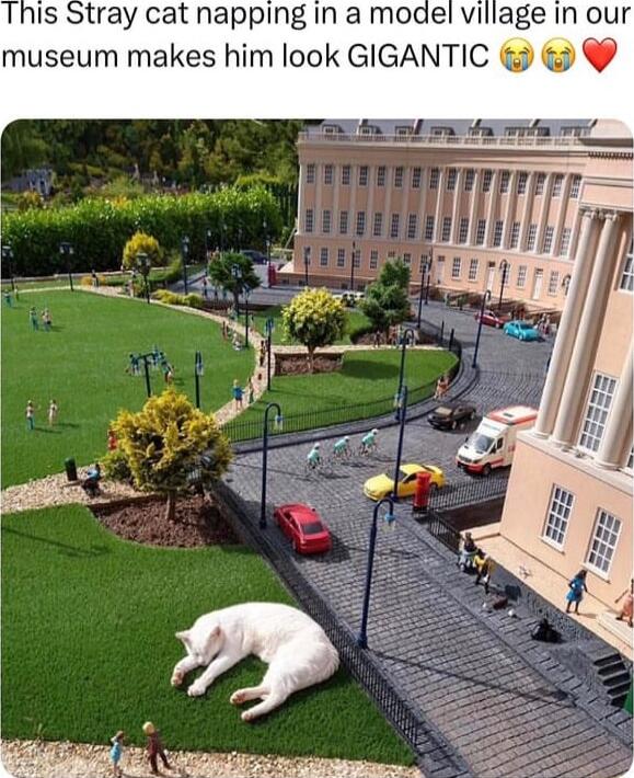 This Stray cat napping in a model village in our museum makes him look GIGANTIC