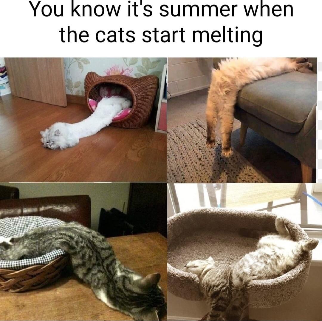 You know its summer when the cats start melting