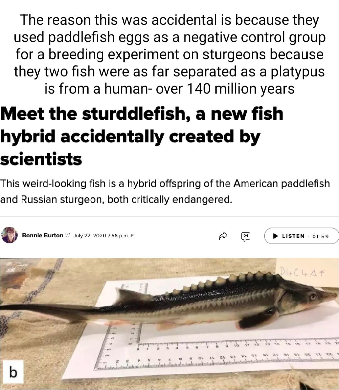 The reason this was accidental is because they used paddlefish eggs as a negative control group for a breeding experiment on sturgeons because they two fish were as far separated as a platypus is from a human over 140 million years Meet the sturddlefish a new fish hybrid accidentally created by scientists This weird looking fish is a hybrid offspring of the American paddiefish and Russian sturgeon