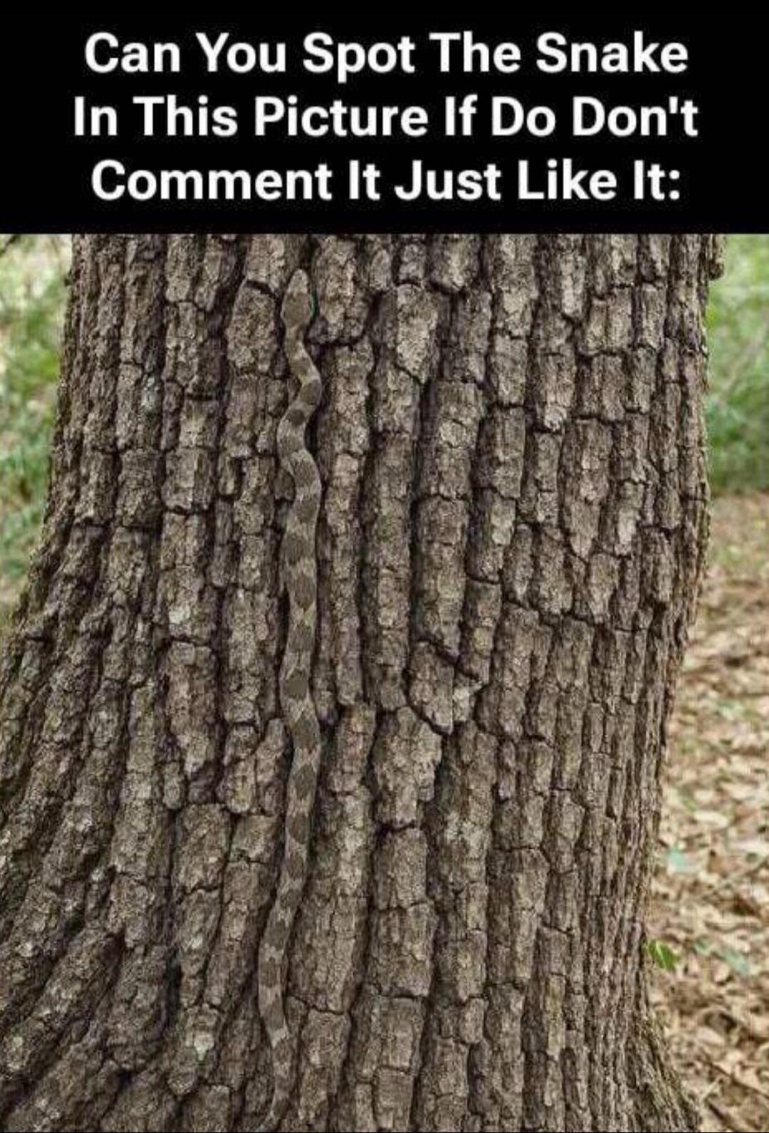 Can You Spot The Snake In This Picture If Do Don't Comment It Just Like It: