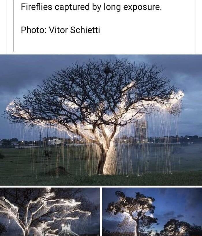 Fireflies captured by long exposure Photo Vitor Schietti