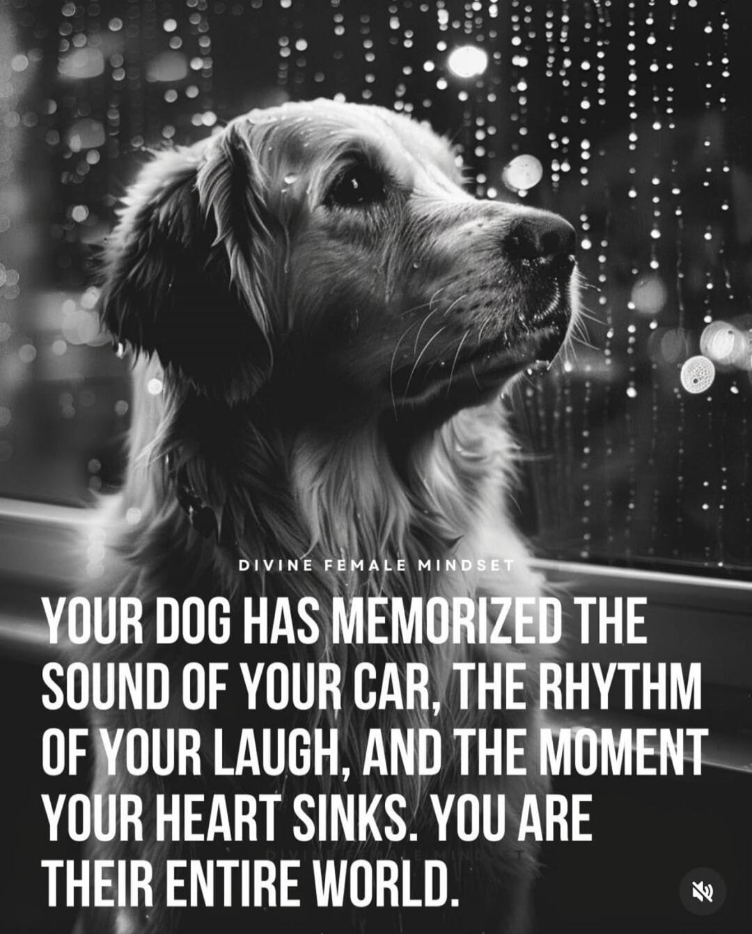 DIVINE FEMALE MINDSET
YOUR DOG HAS MEMORIZED THE SOUND OF YOUR CAR, THE RHYTHM OF YOUR LAUGH, AND THE MOMENT YOUR HEART SINKS. YOU ARE THEIR ENTIRE WORLD.