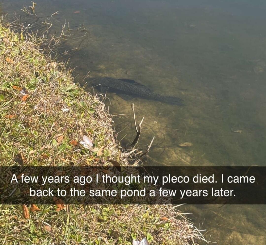 Afew years ago thought my pleco died came back to the same pond a few years later