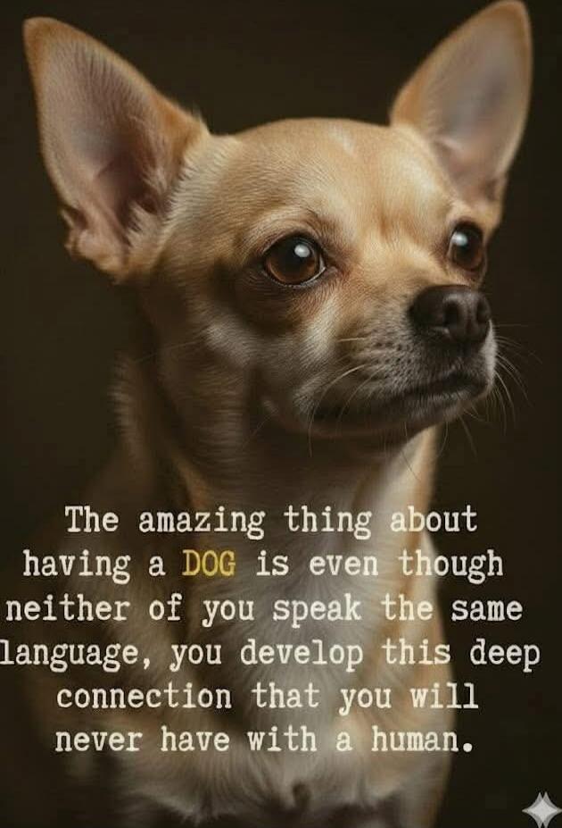 The amazing thing about having a DOG is even though neither of you speak the same language, you develop this deep connection that you will never have with a human.