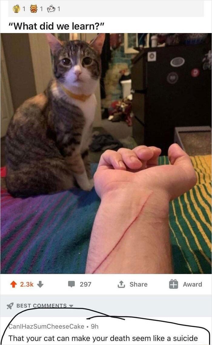 9181 e What did we learn That your cat can make your death seem like a suicide