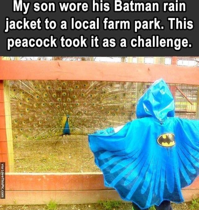 y son wore his Batman rain SECCROENLTEIRETN LT peacock took it as a challenge